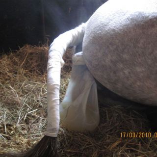 Eine schnelle Geburt: das Amnion (die Innerste der Eihäute) mit viel Fruchtwasser und ein gerade herauskommender Fohlenhuf (um 9:59)