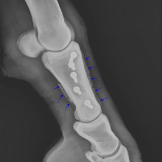 Das selbe Bein 6 Wochen nach chirurgischer Versorgung in der Klinik, von der Seite - deutliche Kallusbildung