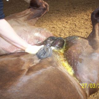 Kastration eines 3-jährigen Hengstes: Vorbereitung des Operationsfeldes nach Einleitung einer Vollnarkose und Lagerung auf dem Rücken