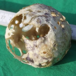 Eine verkalkte Mole (entartete Frucht); sie wurde in der Plazenta eines normal geborenen Fohlens gefunden