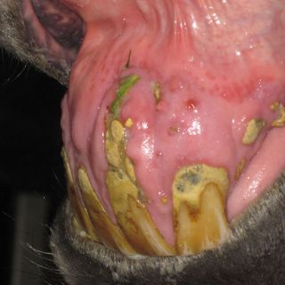 EOTRH: Equine Odontoclastic Tooth Resorption and Hypercementosis
