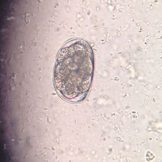 tierarzt-fiorito-parasiten-03.jpg