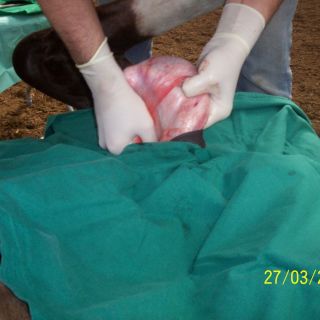 Nach dem Hautschnitt werden die Hoden stumpf präpariert