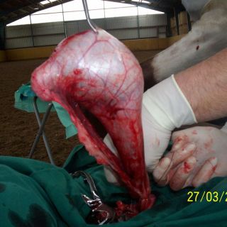 Die Kastrierzange wird auf dem rechten Samenstrang angebracht und der Hoden entfernt; links wird die Ligatur angebracht
